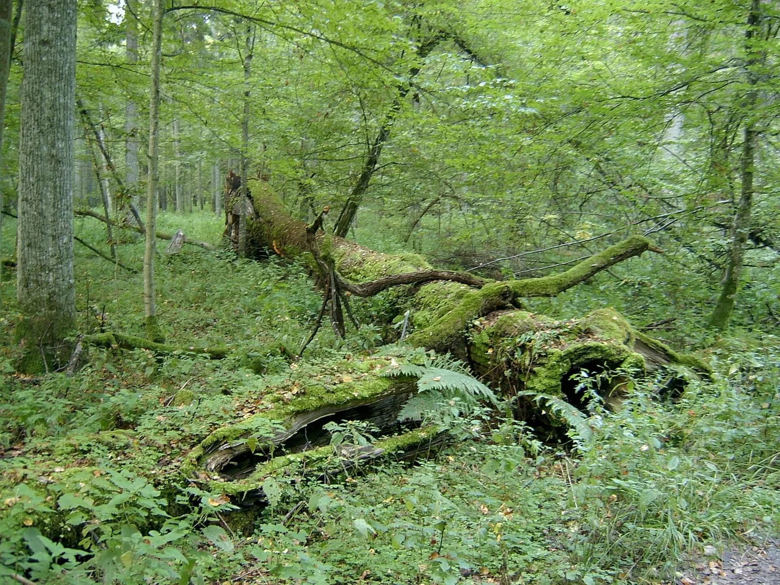 Białowieża — w królestwie żubra
